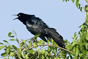 Grackle: Great-tailed Grackle - male displaying