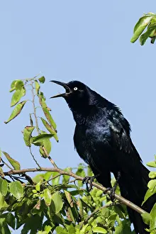 Grackle: Great-tailed Grackle - male displaying