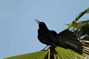 Grackle: Great-tailed Grackle - male displaying