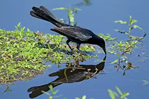 Quiscalus: Great-tailed Grackle - male drinking