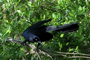 Mexicanus: Great-tailed Grackle perched on branch