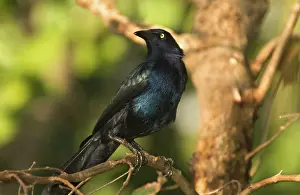 Mexicanus: Great-tailed Grackle (Quiscalus mexicanus)