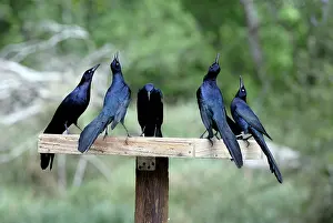 Mexicanus: Great-tailed Grackles displaying