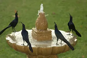 Mexicanus: Great-tailed Grackles at a fountain, Mexico