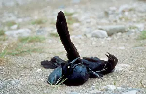 Grackles: Great-Tailed GRACKLES - males fighting