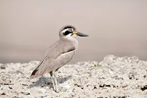 Esacus: Great thick-knee - on bank of river