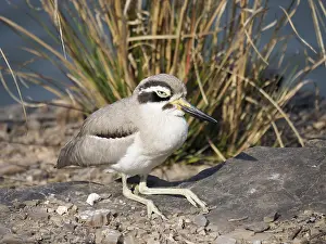 Esacus: Great Thick-knee Esacus recurvirostris Rajasthan