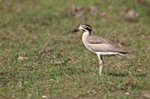 Esacus: Great Thick-knee - standing in short grass