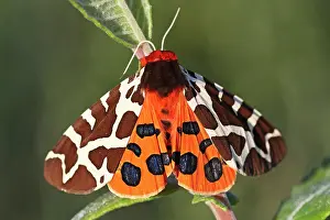 Arctia: Great Tiger Moth