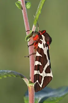 Arctia: Great Tiger Moth