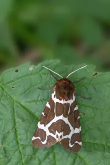 Arctia: Great Tiger Moth