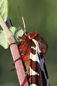Imago: Great Tiger Moth