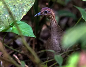 Tinamou: Great Tinamou Duck