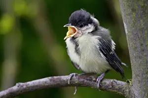 Heerhugowaard: Great Tit