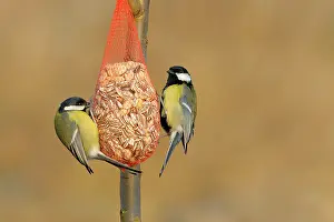 Zalk: Great Tit