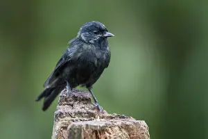 Melanism: Great Tit