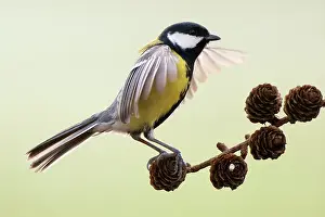 Gardenbird: Great Tit