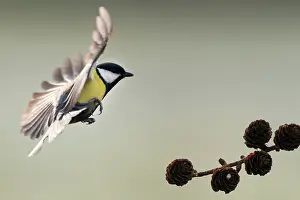 Gardenbird: Great Tit