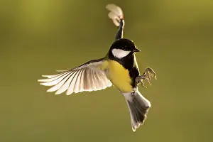 Gardenbird: Great Tit