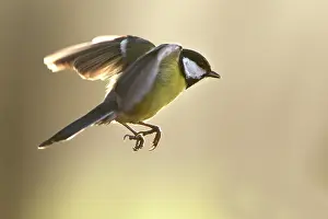 Gardenbird: Great Tit
