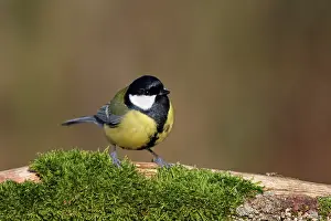Vriezenveen: Great Tit