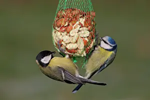 Vriezenveen: Great Tit