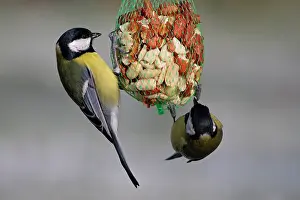 Vriezenveen: Great Tit