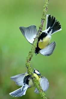 Ijsseldelta: Great Tit