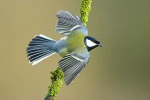 Threatens: Great Tit