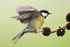 Gardenbird: Great Tit