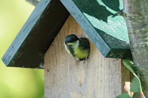 Birdhouse: Great Tit