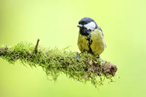 Hoge: Great Tit