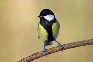 Vriezenveen: Great Tit