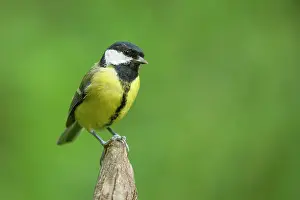 Hertfordshire: Great Tit