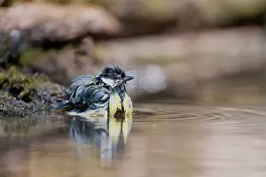 Hoge: Great Tit