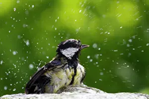Heerhugowaard: Great Tit