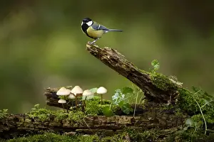 Automn: Great Tit