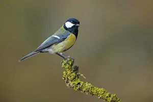 Haag: Great Tit