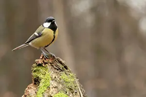 Goois: Great Tit