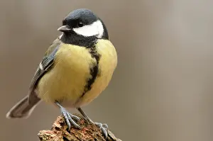 Goois: Great Tit