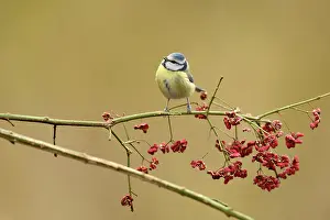 Spindle: Great Tit