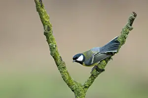 Spreaded: Great Tit