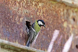 Steel: Great Tit