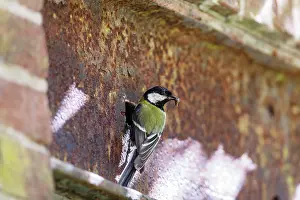 Steel: Great Tit