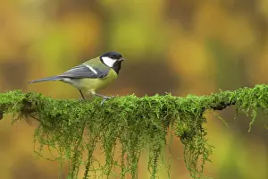 Insectivorous: Great Tit