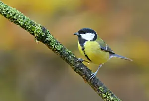 Veluwe: Great Tit