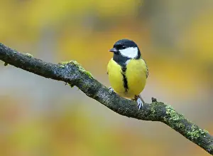Veluwe: Great Tit