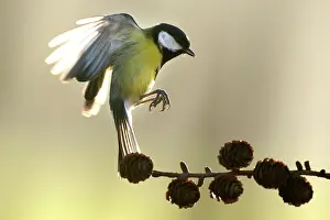 Gardenbird: Great Tit