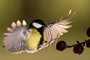 Gardenbird: Great Tit
