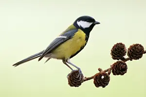 Gardenbird: Great Tit